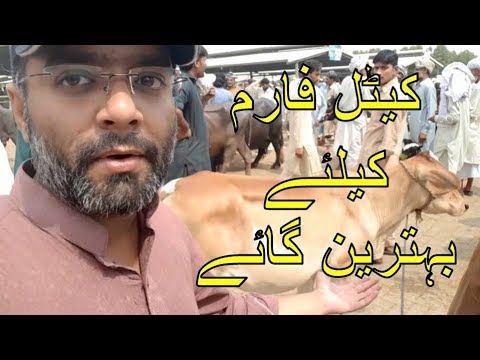 How to Start Cattle Farm in 2018 - 2019 - Best Choice Animals for your