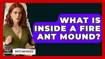What Is Inside A Fire Ant Mound? - Insects and Invaders