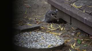 Baby opossum eating a walnut