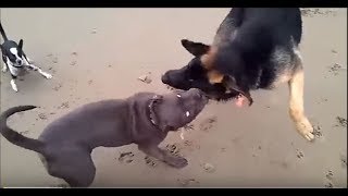 Pit Bull Vs German Shepherd Fight Must See
