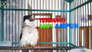 PANCINGAN AMPUH, KUTILANG OMBYOKAN DIJAMIN LANGSUNG BUNYI DENGAN SATU KALI PANCINGAN