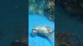 lobster removing his shell #short #lobster #lobsterremovinghisshell