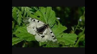 Kis Apolló lepke Monokon by Aggteleki Nemzeti Park 205 views 1 year ago 59 seconds