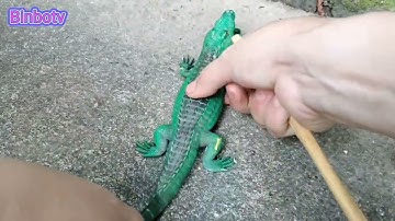 Binbotv bắt các con vật trên sân con cua, cua đỏ , con rùa, ốc sên, cá sấu...