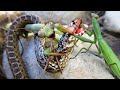 Snake Makes A Mistake When Attacks Mantis Just Giving Birth