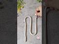 how to make long and even coil from mouldit😱😱| clay art|tutorial #art #trending #youtubeshorts