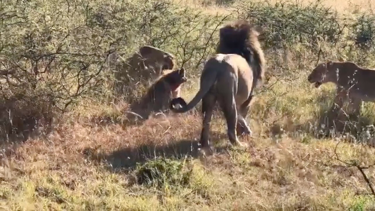 Animal Sight Hyena runs into a pride of lions VIDEO