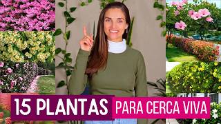 15 PLANTAS PERFEITAS para CERCA VIVA