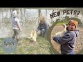 Morning Chores on Our 2 Acre Homestead | New Animals on the Farm | Laux Family Farm