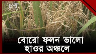 হাওরজুড়ে এখন ধান কাটা আর গোলায় ধান তোলায় ব্যস্ততা  | Ekattor TV