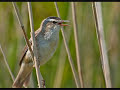 Bird Songs