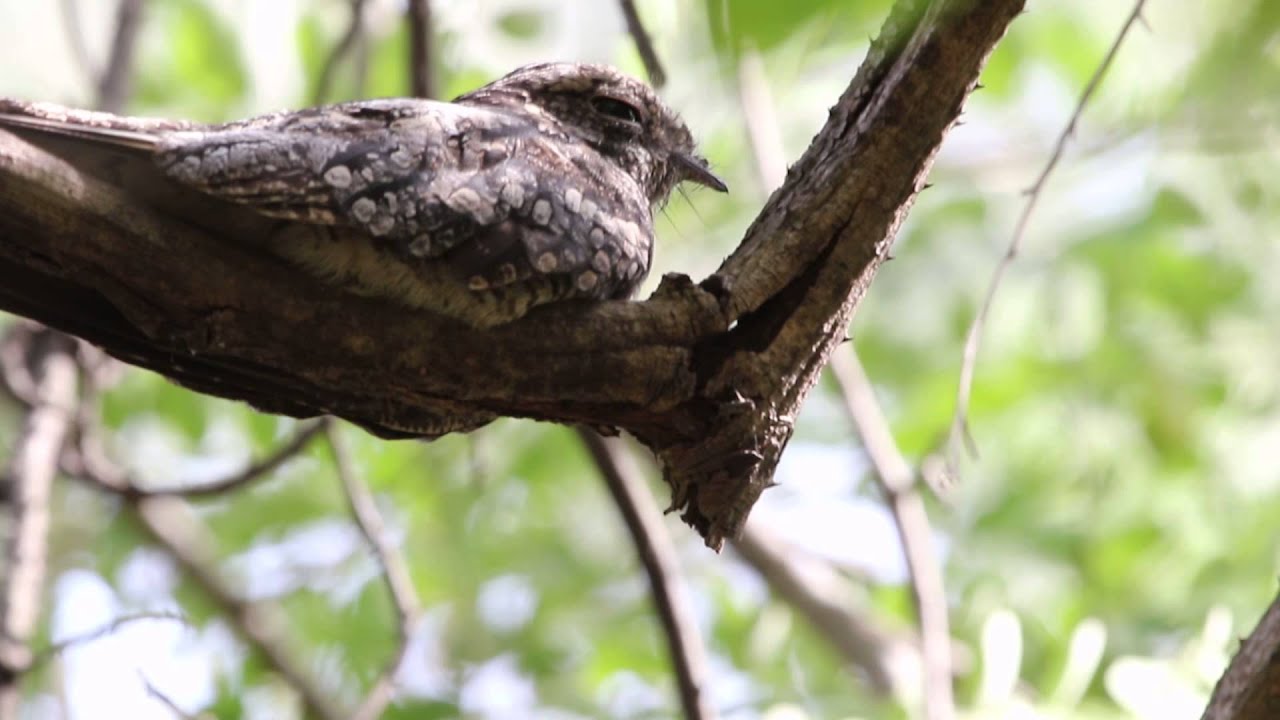 Grey Nightjar(Caprimulgus jotaka) -3 