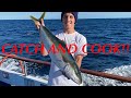 FISHING for YELLOWTAIL with the SURFACE IRON | YELLOWTAIL CATCH & COOK