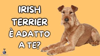 Irish Terrier: Cosa Sapere by Mondo Cane 1,462 views 1 year ago 4 minutes, 3 seconds