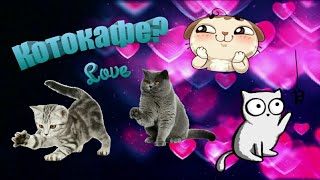 Котокафе! Котики и люди! Мяушки в кото-кафе! Котокафе! Котики и люди! Мяушки в кото-кафе!