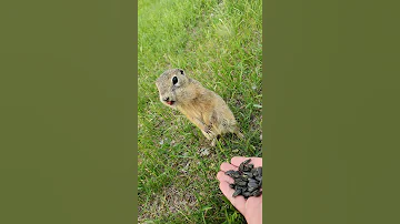 Кормим сусликов)