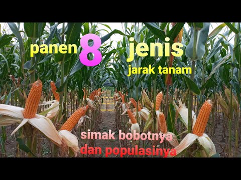 JARAK TANAM JAGUNG,8 jenis berbeda !! simak bobotnya,simak populasinya