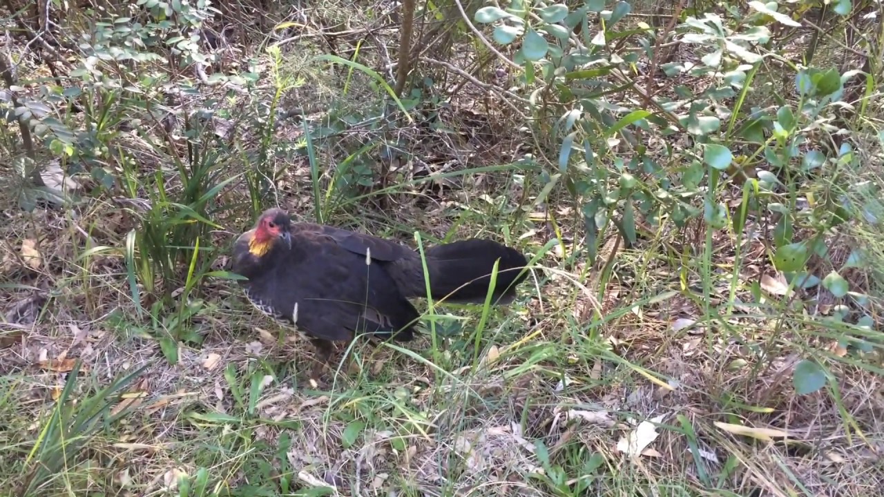 Australian BrushTurkey Alectura lathami, Munmorah State Conservation