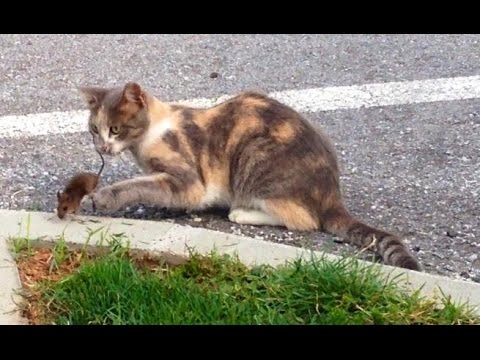 Video: Zakaj Mikročipirati Svojo Mačko - Ali Naj Mačji Mladi Dobijo Mikročipove