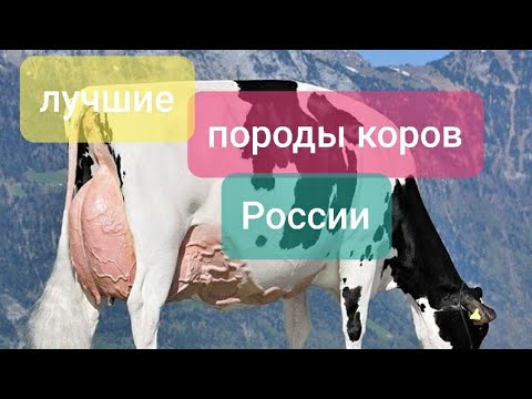 Породы высокоудойных коров  в России.Какую корову выбрать? Какие коровы  дают много молока?
