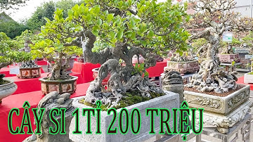 Ngắm Xem Cây Si 1Tỉ 200 Triệu,Riêng Chậu Đá Cổ 100 Triệu Tại Tân Hương- NG-HD