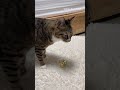 오르골 소리를 처음 들어 본 고양이의 반응🐱#cat #catlover #고양이 #고양이일상 #캣스타그램 #집사 #반려묘 #오르골 #shorts