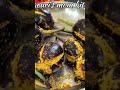 today's lunch # bharwa baingan recipe#भरवा बैंगन रेसिपी#recipe #shorts #shortsviral food indianfood