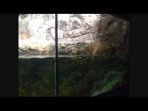 Sea World San Diego Part 1 HD