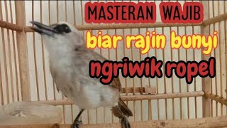 Masteran Wajib Pagi - Siang - Malam Biar Trucukan Rajin Bunyi Ngriwik dan Ropel