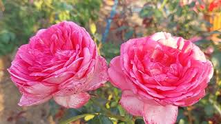 Роза от Кордес - этим все сказано!#kolner_flora