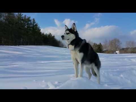 siberian-husky-amazing-4k-video-samsung-note-4