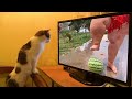 Hilarious pets but if you laugh, you restart