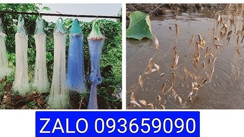 Bán lưới cá lòng tong, bán lưới cá chẽm, bán lưới cá rô phi... Bán lưới 1 màn, lưới 3 màn 0936059090