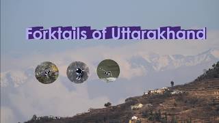 Forktails of Uttarakhand