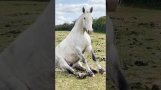 Is It Ok For Horses To Sit Like Dogs? #goodtoknow #funfacts #vet #medicine #educational #lifehacks