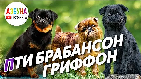 Груминг, содержание и отличия Гриффона и Брабансона