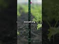 Land use impacts on plant diversity and soil C/N stocks in semi-arid grasslands  #soil #researchers