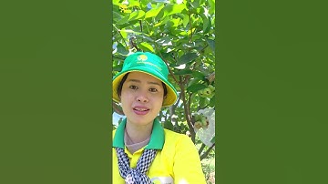 Mận Xanh Đường Trồng Bao Lâu Thì Cho Trái#caygiongchatluong #welofarm #welofarmcaygiong