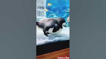 Little penguin playing in water 🥰 #pets  #trending  #shorts