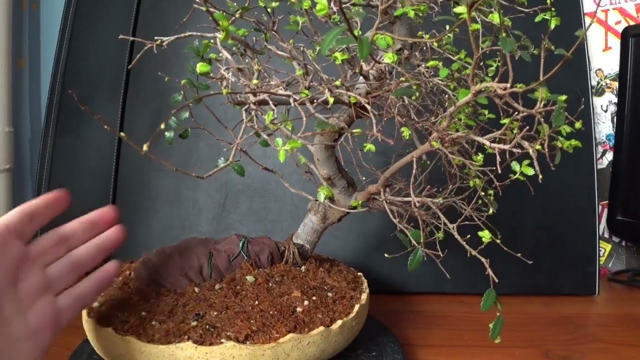 СЕЗОН ПЕРЕСАДОК БОНСАЙ - ВЯЗ НА КАМНЕ
