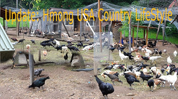 Update Hmong USA Chicken Farm / Tso Tawm Hmoob Meskas Kev Tu Qaib 2020