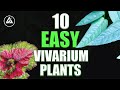 Top 10 beginner VIVARIUM plants!!