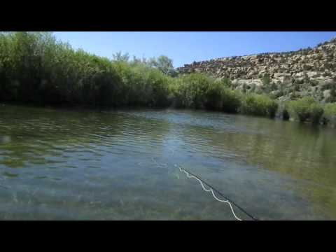 The San Juan River AK-47 fly spring runoff fishing...