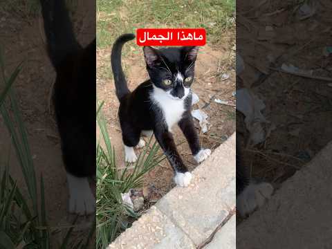 مين اللي زعلك