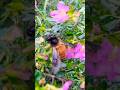 Honey bee collecting honey from flower | মৌমাছির মধু সংগ্রহ | macro Shooting