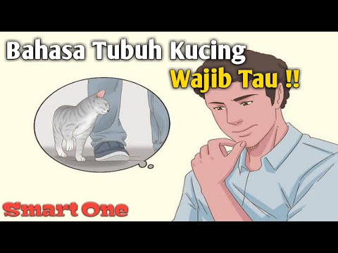 Video: Bagaimana Untuk Memahami Bahawa Kucing Adalah Penangkap Tikus