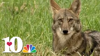The Legacy Of The Red Wolf Experiment In The Smokies