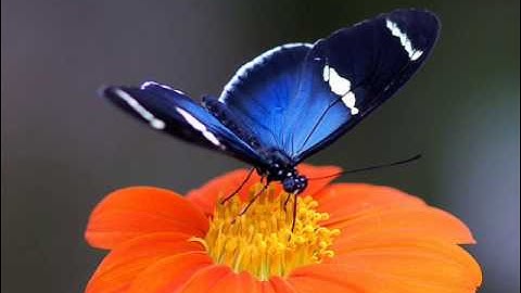 تلاوة خاشعة لسورة المزمل بصوت القارئ يونس لوسكي