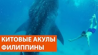 Китовые Акулы Филиппины, остров Себу, Ослоб | Whale sharks Philippines(Китовые Акулы Филиппины, остров Себу, Ослоб. Для того, чтобы поплавать с китовыми акулами на острове Себу..., 2014-11-11T06:01:17.000Z)