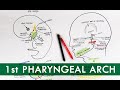 First Pharyngeal Arch and its derivatives | Embryology Tutorial